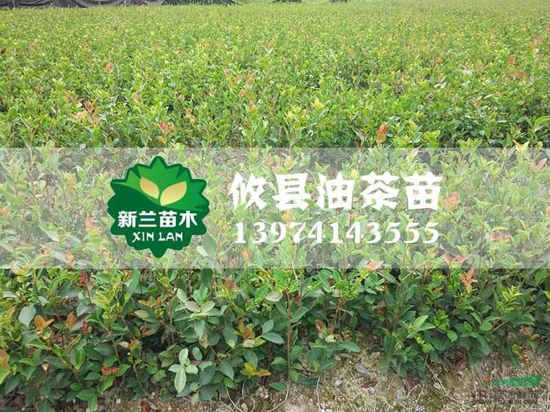 油茶苗10報(bào)價(jià)/湖南油茶苗10報(bào)價(jià)