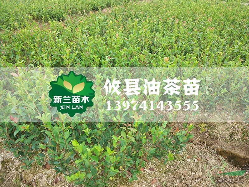 油茶苗10報(bào)價(jià)/湖南油茶苗10報(bào)價(jià)