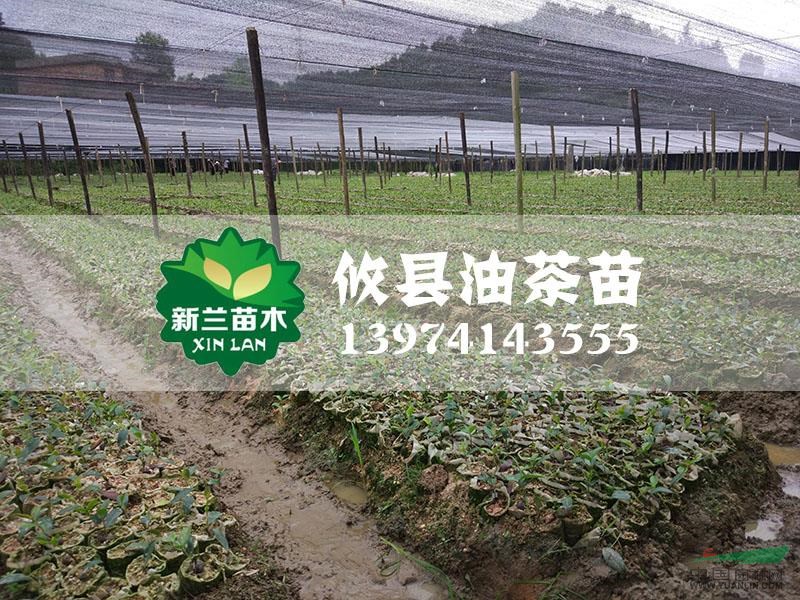 油茶苗11圖片\油茶苗11報(bào)價(jià)