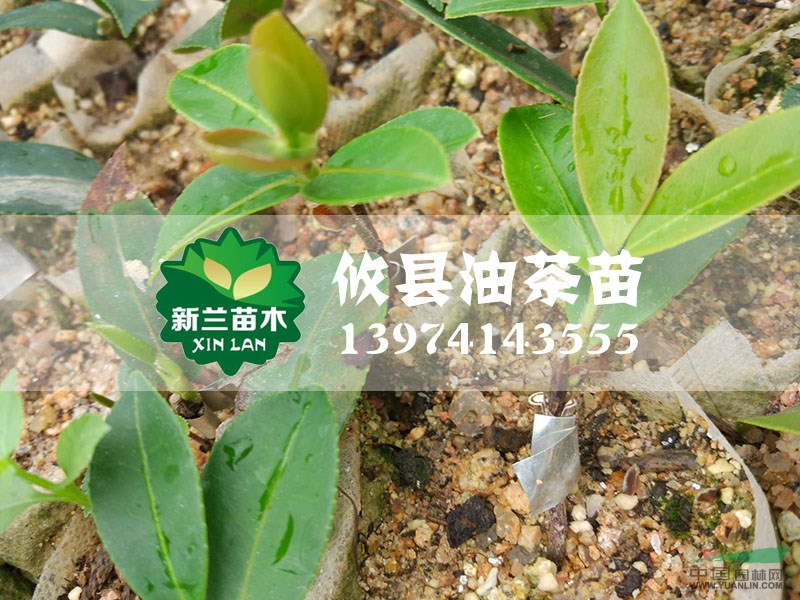 油茶苗11圖片\油茶苗11報(bào)價(jià)