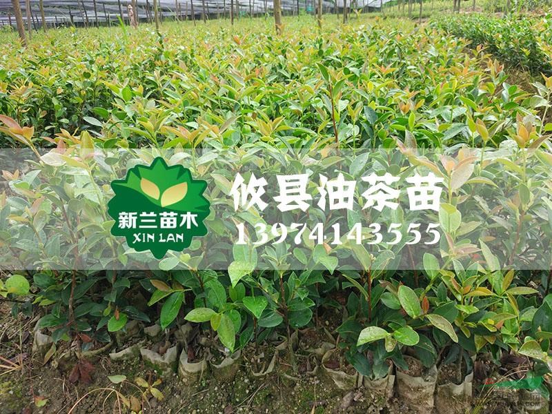 油茶苗13圖片\油茶苗13報價