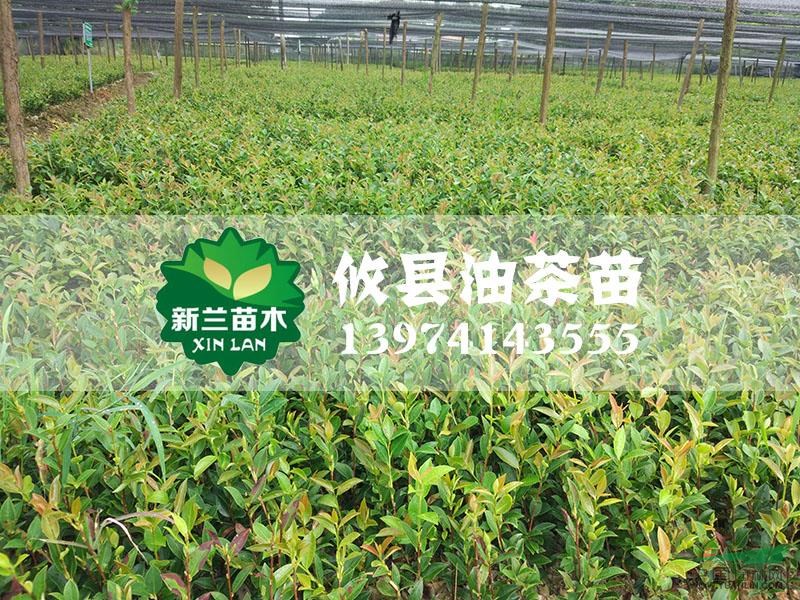 油茶苗13圖片\油茶苗13報價