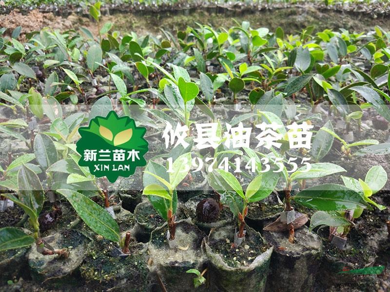 油茶苗12報價/湖南油茶苗12報價