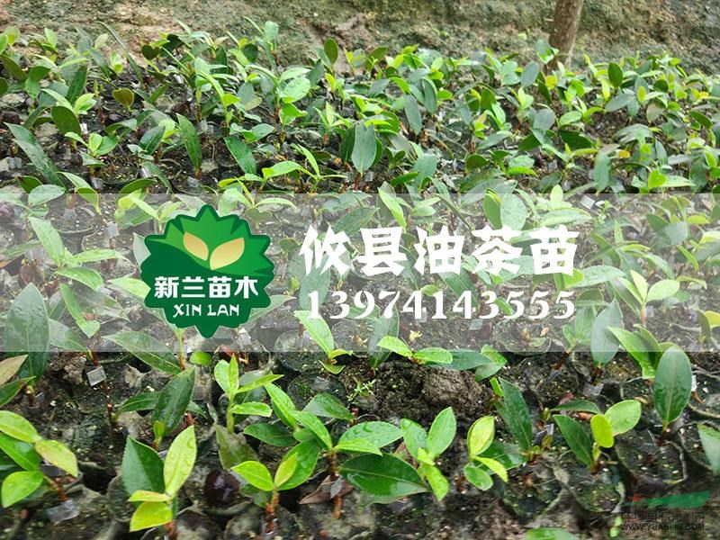 油茶苗12報價/湖南油茶苗12報價