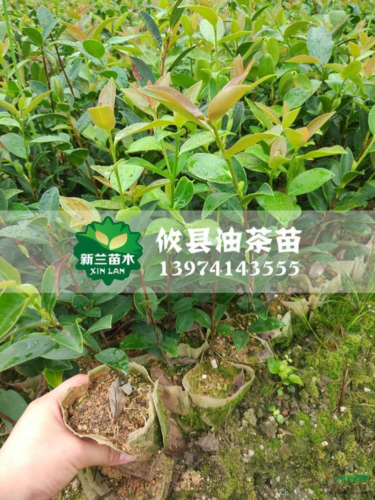 湖南油茶苗15信息