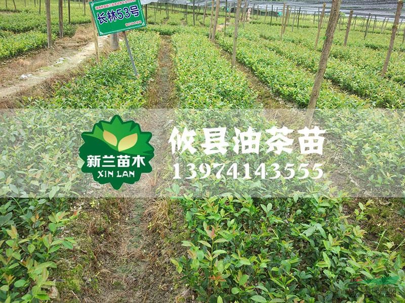 湖南油茶苗15信息
