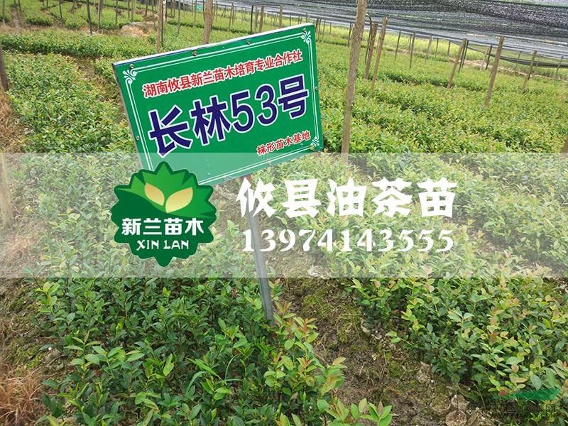 油茶苗16行情報(bào)價(jià)\油茶苗16圖片展示