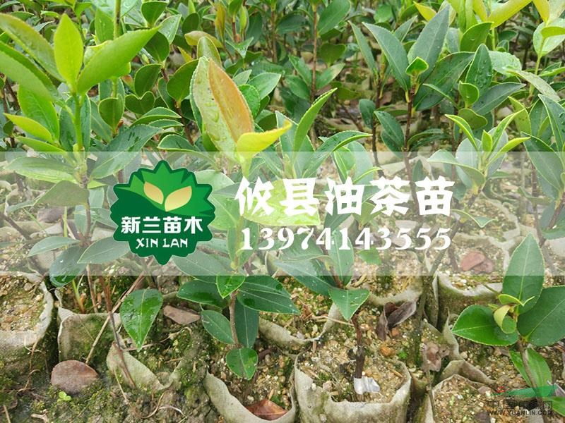 油茶苗16行情報(bào)價(jià)\油茶苗16圖片展示