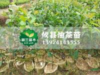 油茶苗16行情報(bào)價\油茶苗16圖片展示