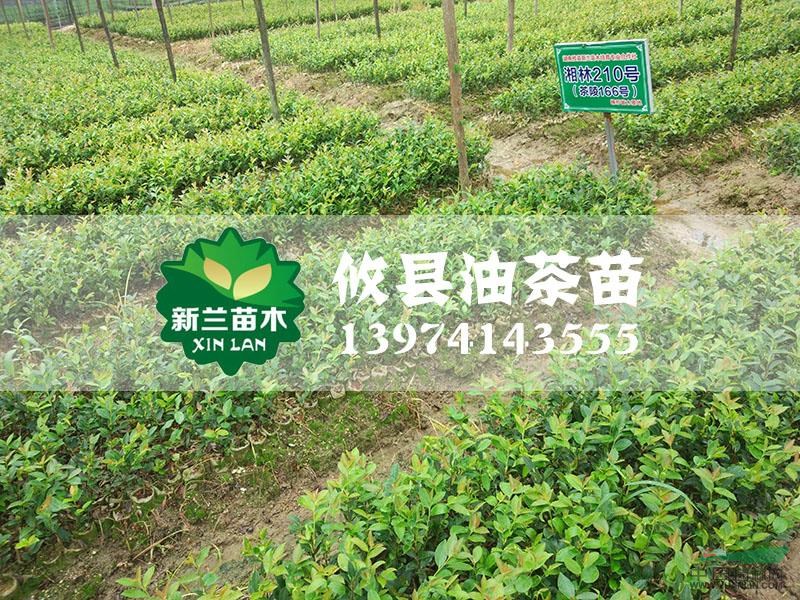 湖南油茶苗18最新報價/油茶苗18圖片