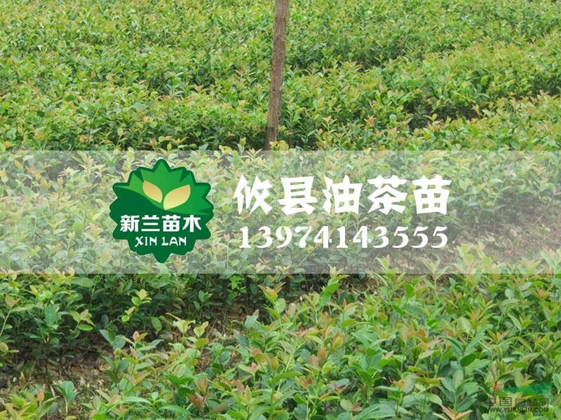 湖南油茶苗18最新報價/油茶苗18圖片