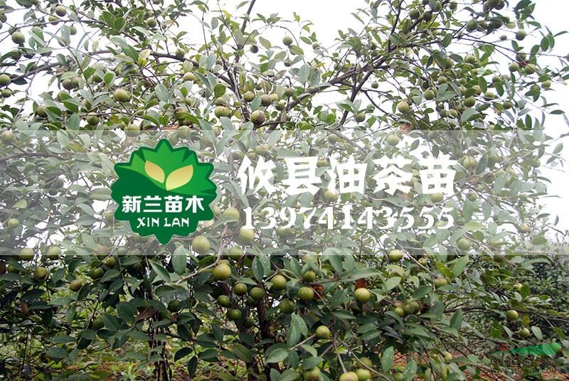 油茶苗23最新價格/油茶苗23報價