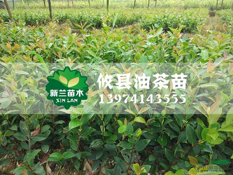 油茶苗21圖片\油茶苗21報(bào)價(jià)