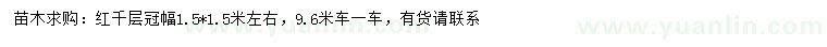 求購(gòu)冠幅1.5*1.5米左右紅千層