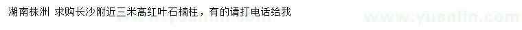 求購(gòu)高3米紅葉石楠柱