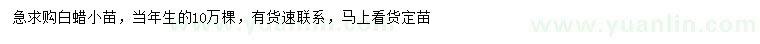 求購當(dāng)年生白蠟小苗