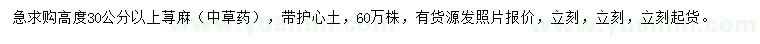 求購高度30公分以上蕁麻