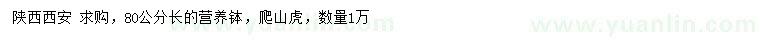 求購80公分爬山虎