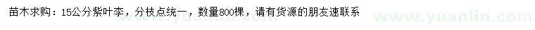 求購15公分紫葉李