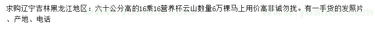 求購高60公分云杉