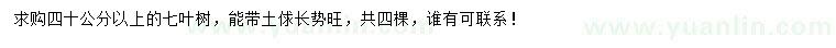 求購40公分以上七葉樹