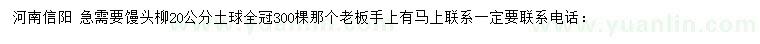 求購(gòu)20公分饅頭柳