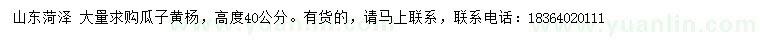 求購(gòu)高度40公分瓜子黃楊