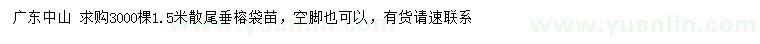 求購散尾1.5米垂榕袋苗