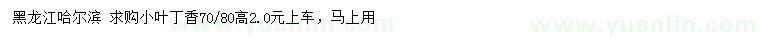 求購高70、80公分小葉丁香