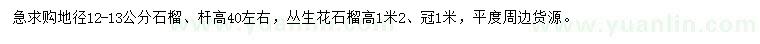 求購地徑12-13公分石榴、高1.2米叢生花石榴