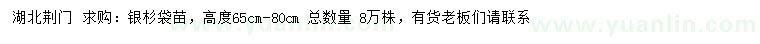 求購(gòu)高度65-80公分銀杉
