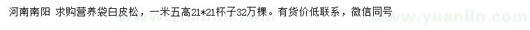 求購高1.5米白皮松，一米五高21*21杯子32萬棵