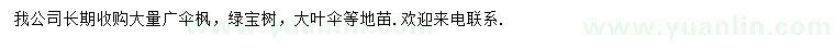 求購廣傘楓、綠寶樹、大葉傘