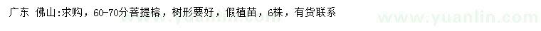 求購60-70公分菩提榕