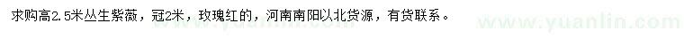 求購(gòu)叢生紫薇