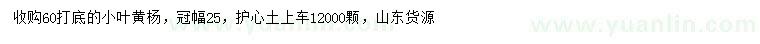 求購(gòu)冠幅25公分小葉黃楊