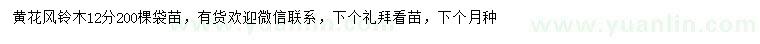 求購12公分黃花風(fēng)鈴木