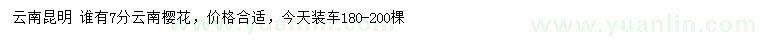 求購7公分云南櫻花