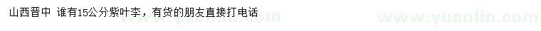 求購15公分紫葉李