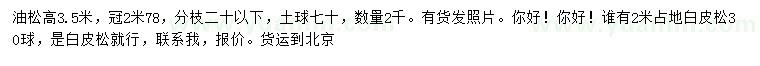 求購高3.5米油松、2米白皮松