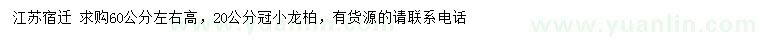 求購高60公分左右小龍柏