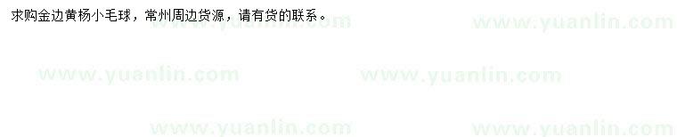 求購金邊黃楊球