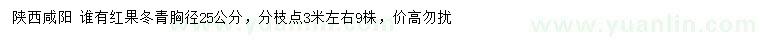 求購(gòu)胸徑25公分紅果冬青