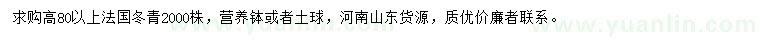 求購高80公分以上法國冬青
