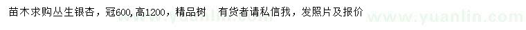 求購冠幅600公分叢生銀杏