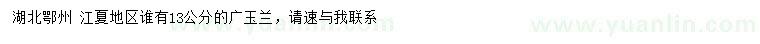 求購13公分廣玉蘭