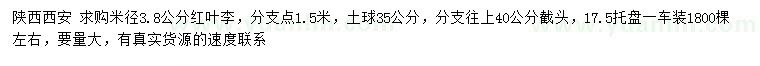 求購米徑3.8公分紅葉李