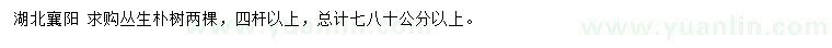 求購叢生樸樹