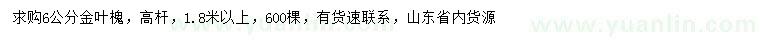 求購6公分高桿金葉槐
