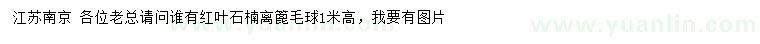 求購高1米紅葉石楠毛球